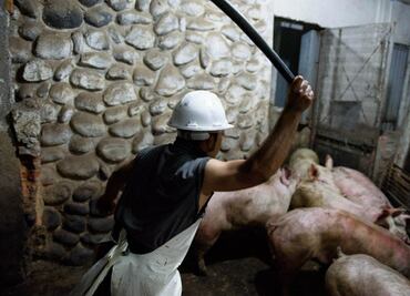 Se infiltró en 58 mataderos de México para retratar la violencia hacia los animales
