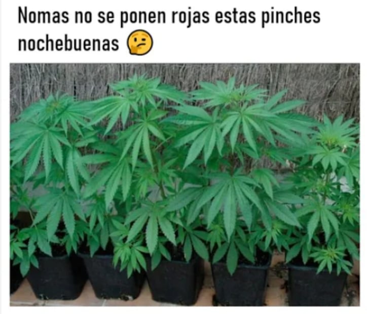 Más 10 memes que te harán sentir el verdadero espíritu navideño