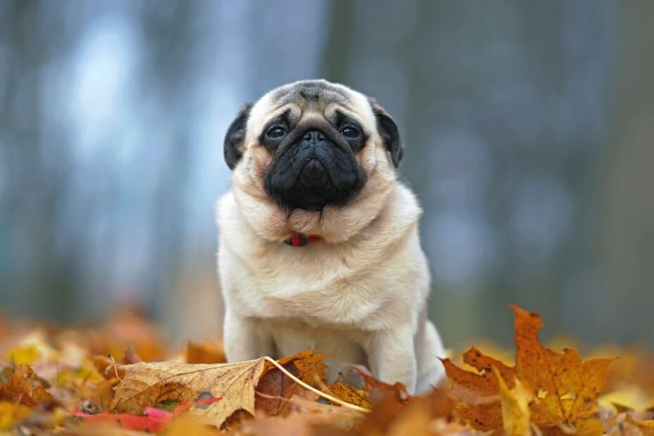 Estudio revela que los pugs tienen doble probabilidad de enfermar que otras razas