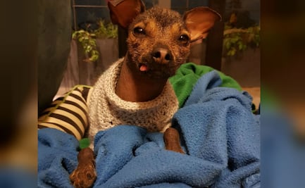 ¿Qué razas de perro son más friolentas y cuáles no?