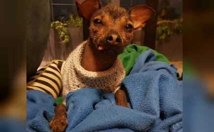 ¿Qué razas de perro son más friolentas y cuáles no?