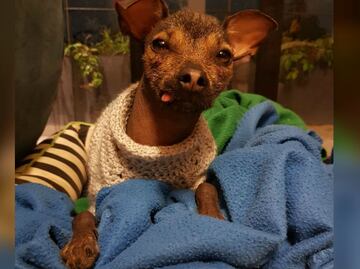 ¿Qué razas de perro son más friolentas y cuáles no?