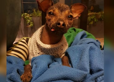 ¿Qué razas de perro son más friolentas y cuáles no?