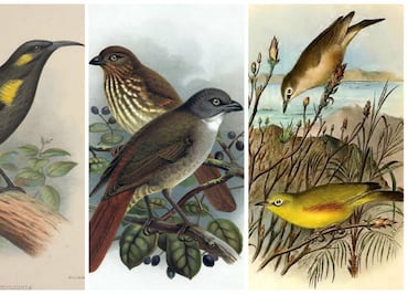 ¡Nunca las veremos! 10 increíbles aves extintas