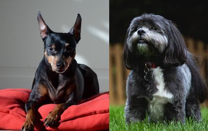 Las 10 razas de perro más pequeñas del mundo