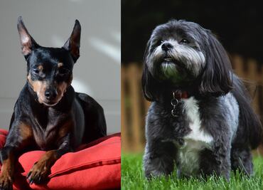 Las 10 razas de perro más pequeñas del mundo