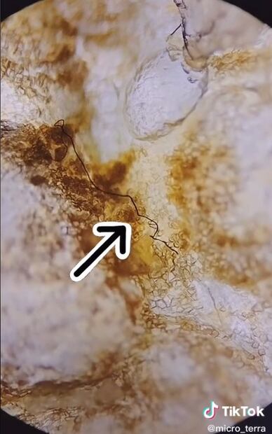 Así lucen en el microscopio la sopa instantánea, las papas fritas y la salsa
