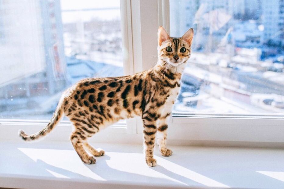 5 razas de gatos ideales para personas con alergias