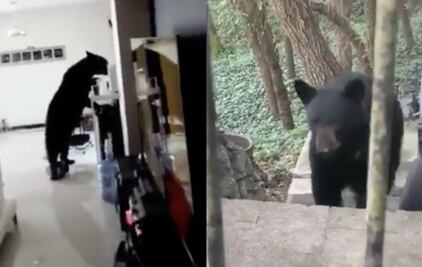 VIDEOS: Osos invaden Nuevo León durante cuarentena