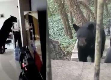VIDEOS: Osos invaden Nuevo León durante cuarentena