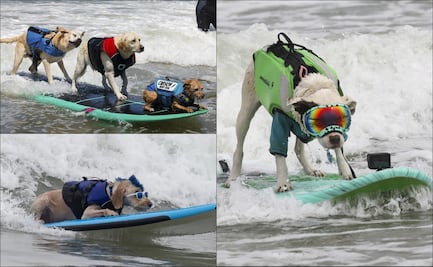 Lomitos se roban el corazón de los aficionados en el Campeonato Mundial de Surf para Perros 2024