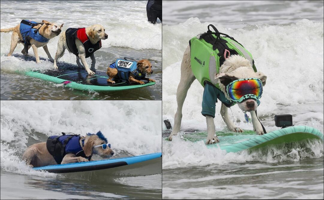 Perritos de distintas partes del mundo muestran sus habilidades sobre la tabla en el Campeonato Mundial de Surf para Perros 2024. FOTOS: AP