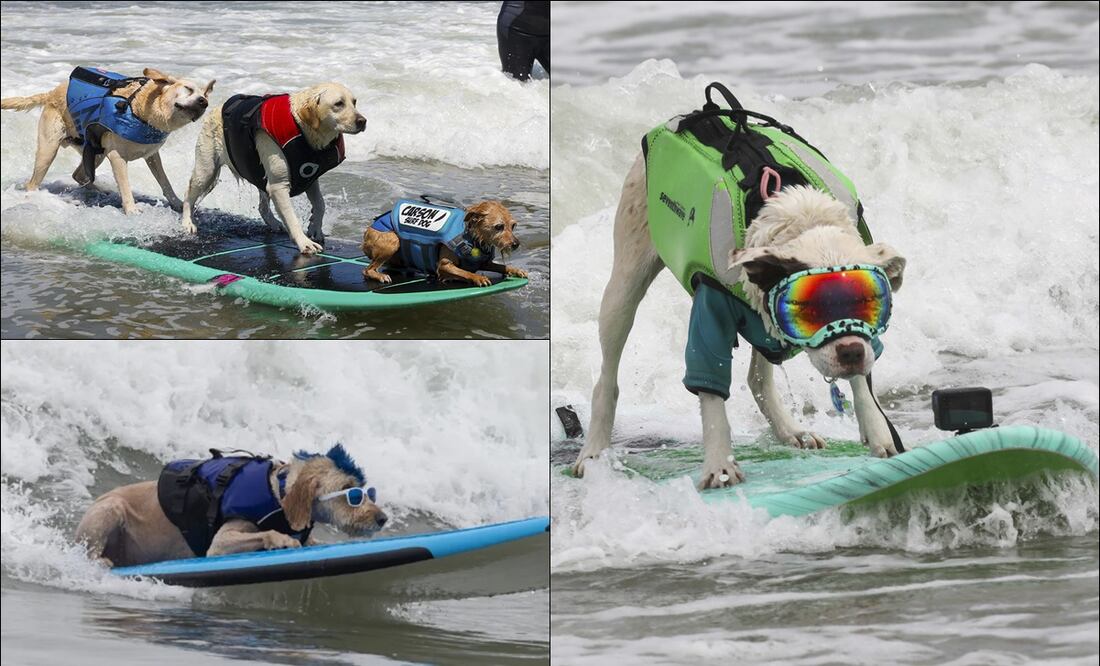 Perritos de distintas partes del mundo muestran sus habilidades sobre la tabla en el Campeonato Mundial de Surf para Perros 2024. FOTOS: AP