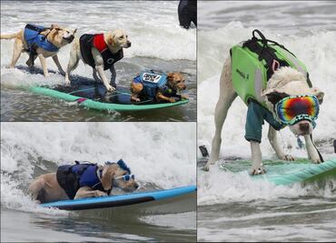 Lomitos se roban el corazón de los aficionados en el Campeonato Mundial de Surf para Perros 2024