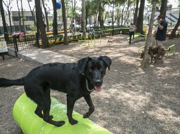 10 parques para perros en la CDMX y Área Metropolitana