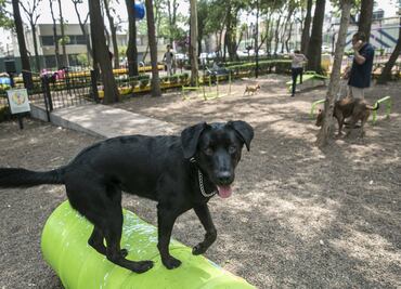 10 parques para perros en la CDMX y Área Metropolitana