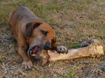 ¿Un perro puede alimentarse con sobras de comida?