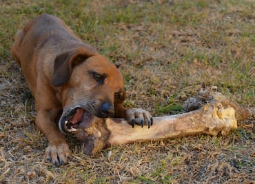 ¿Un perro puede alimentarse con sobras de comida?