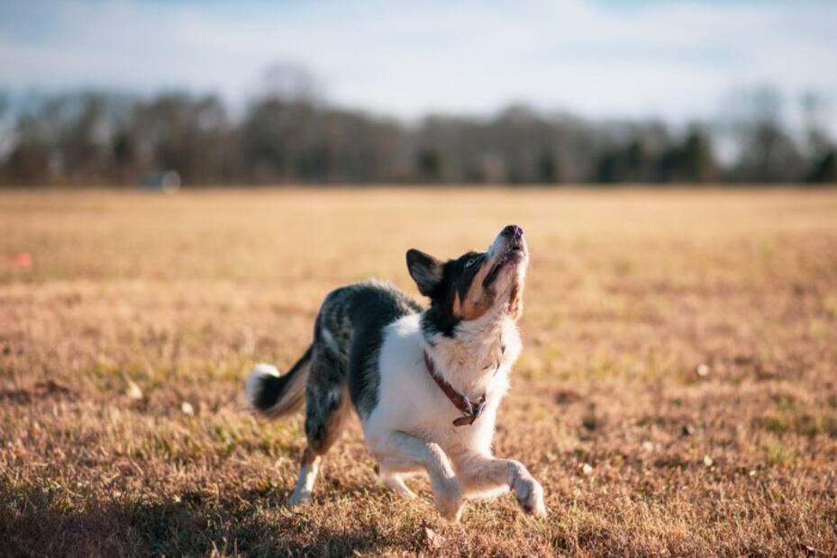 10 consejos para ejercitar a tu perro y a ti de paso