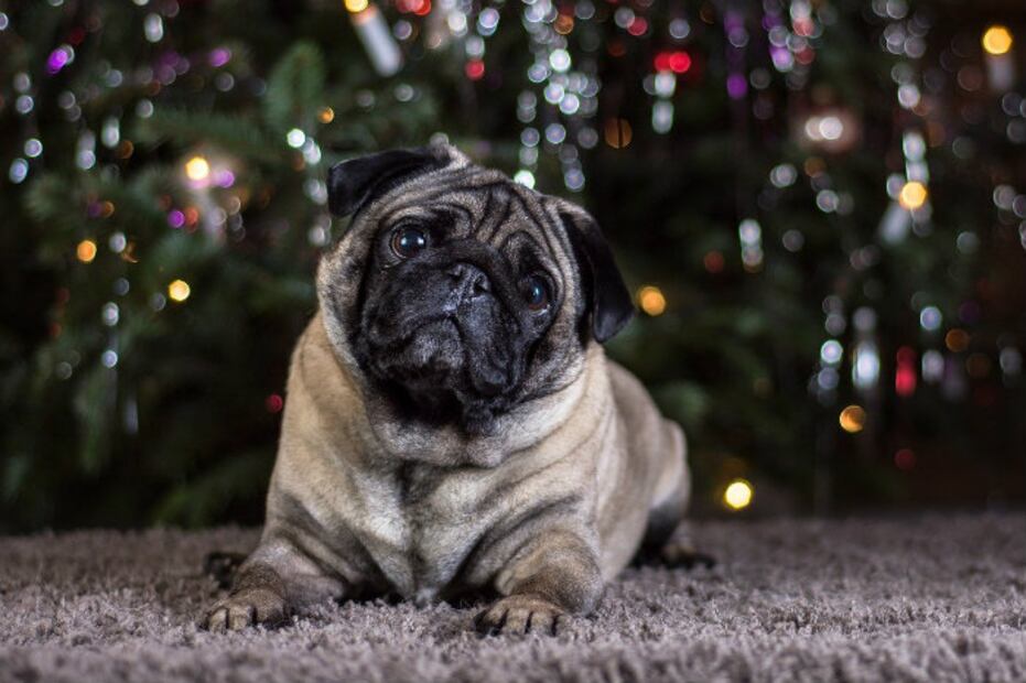 10 curiosidades de los perros Pug que debes saber si te gustan