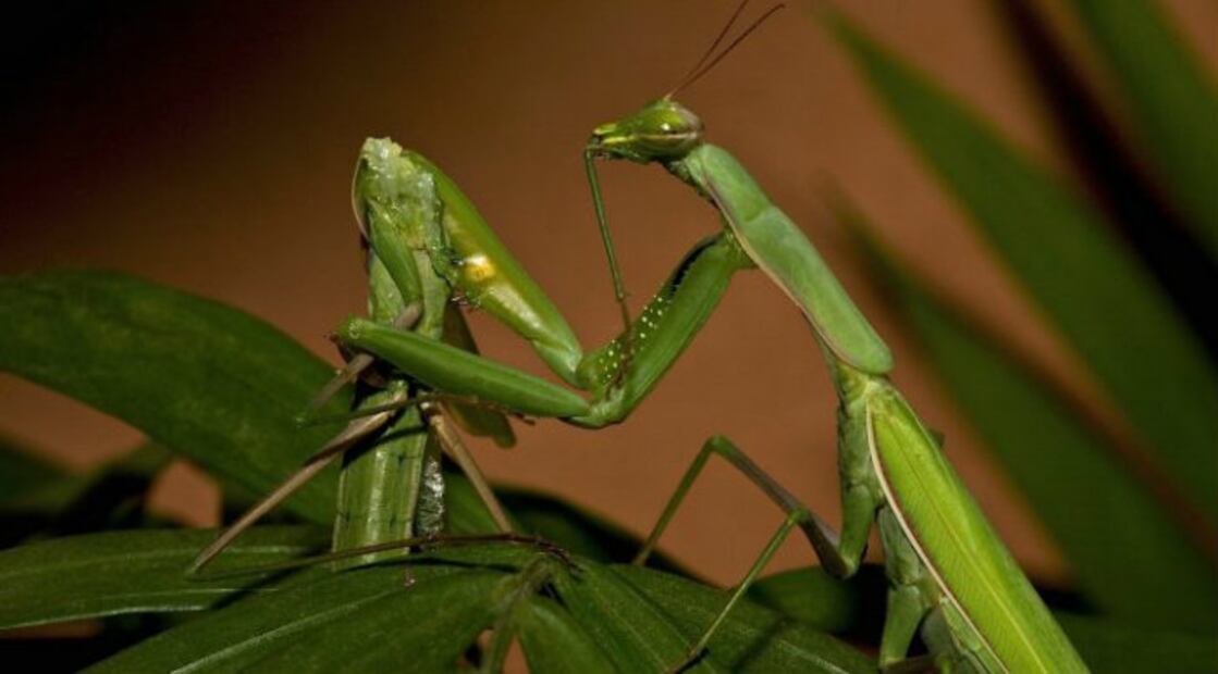 10 animales con las prácticas sexuales más extremas 
