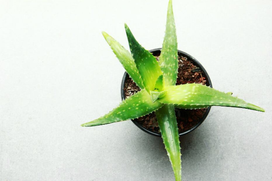 8 plantas que absorben el calor de tu casa