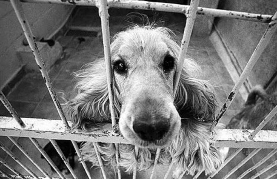 La cruel forma de enmudecer a los perros en China 