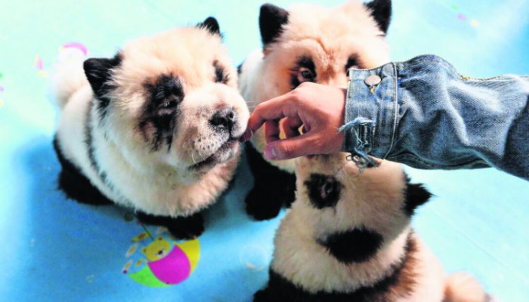 Perros pandas en China... ¿adorable tendencia o crueldad animal? 