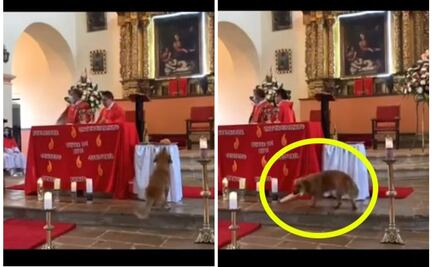 Perrito se roba pan en plena misa y se hace viral en TikTok