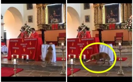 Perrito se roba pan en plena misa y se hace viral en TikTok