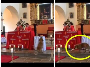 Perrito se roba pan en plena misa y se hace viral en TikTok