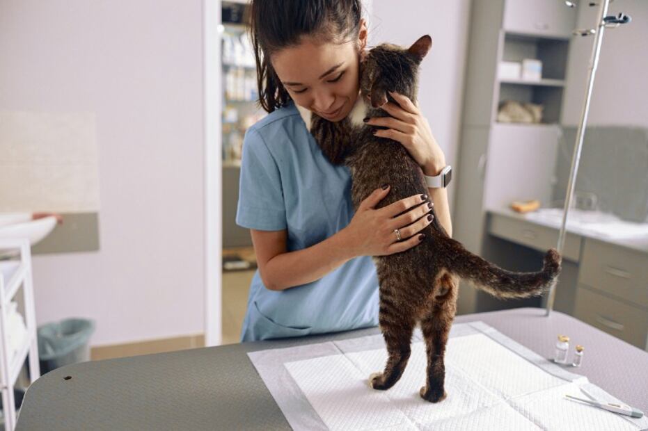Conoce los beneficios de esterilizar a tu mascota: perro o gato