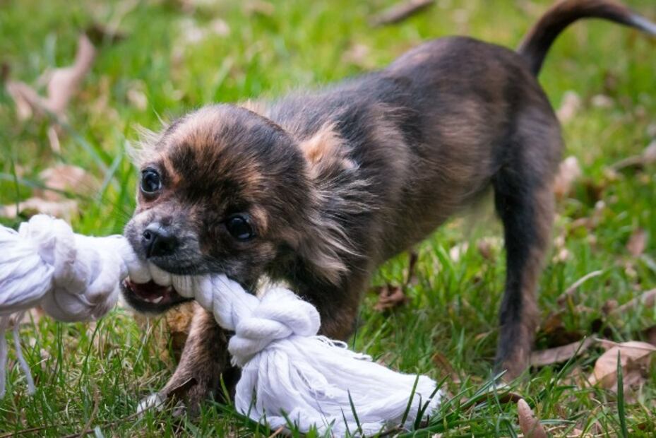 10 cosas que debes tener en casa cuando adoptes un cachorro