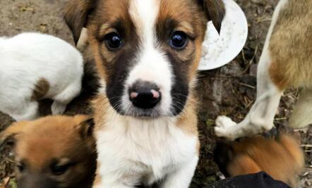 Los “perros radioactivos” de Chernobyl necesitan de tu ayuda