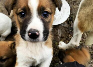 Los “perros radioactivos” de Chernobyl necesitan de tu ayuda