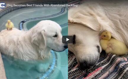 Perro rescata a patito abandonado y se convierten en amigos inseparables