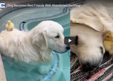 Perro rescata a patito abandonado y se convierten en amigos inseparables