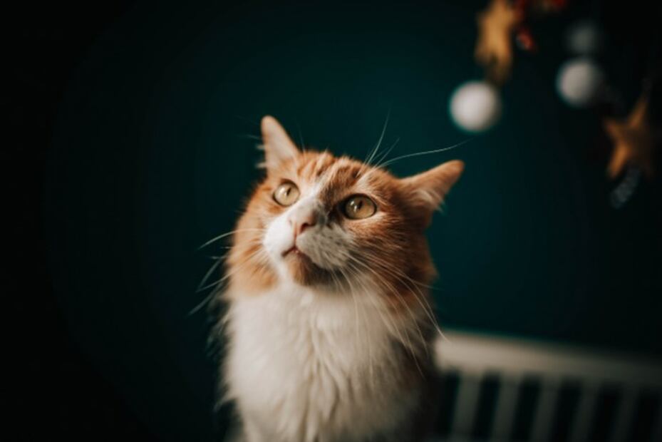 Tu gato te entiende, pero prefiere ignorarte, así lo dice la ciencia