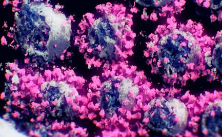 Estas son las primeras imágenes reales del coronavirus