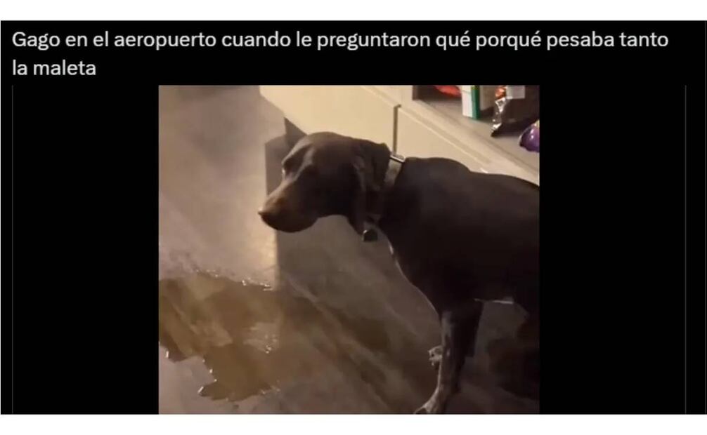 El Perro de Gago también estuvo en los memes. Foto especial.