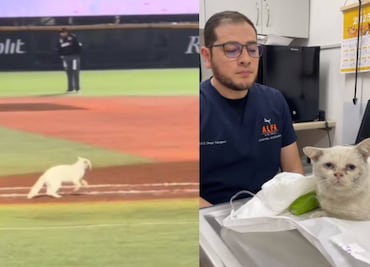 Charros de Jalisco le cambian la vida a un gatito que invadió la cancha