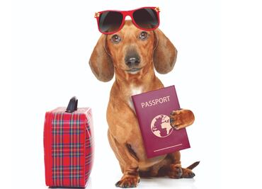 10 perros que están más listos que tú para irse de vacaciones de verano