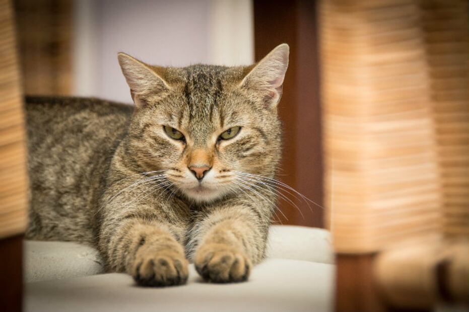 Síntomas que indican que tu gato está envejeciendo