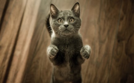 Tu gato te entiende, pero prefiere ignorarte, así lo dice la ciencia