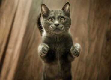 Tu gato te entiende, pero prefiere ignorarte, así lo dice la ciencia