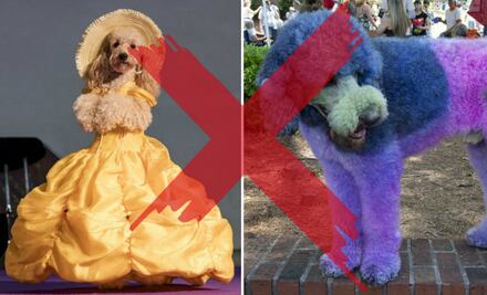 ¡No lo dañes! 10 cosas que JAMÁS debes hacerle a tu perro