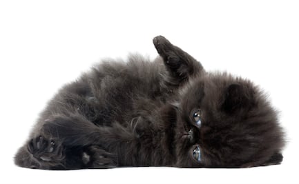 ¿Los gatos negros son de mala suerte?