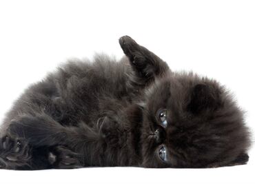¿Los gatos negros son de mala suerte?
