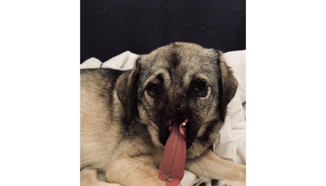 Esta perrita perdió su hocico en un accidente, pero ahora vive feliz