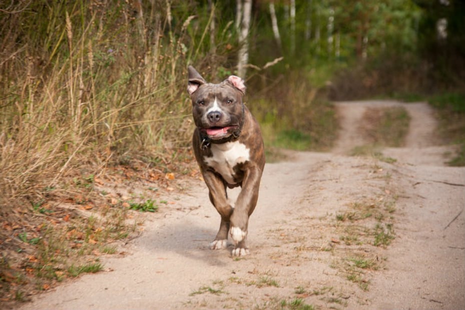 Estudio identifica a la raza de perros que muerde más a niños
